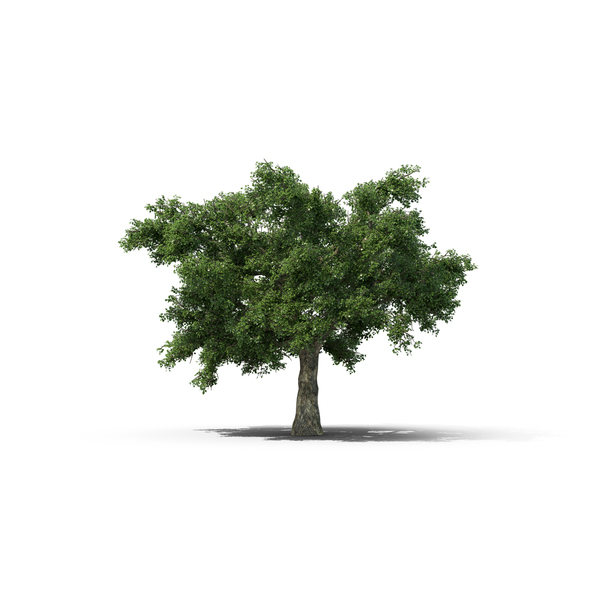 Oak Tree PNG & PSD Images