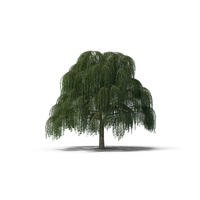 Willow Tree PNG & PSD Images