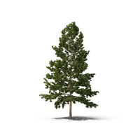 White Pine Tree PNG & PSD Images