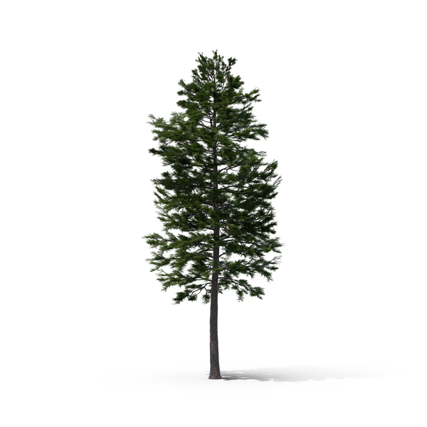 Scots Pine Tree PNG & PSD Images