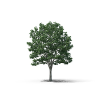 Basswood Tree PNG & PSD Images