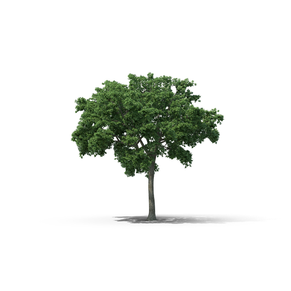 Elm Tree PNG & PSD Images