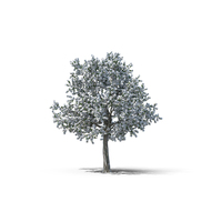 Callery Pear PNG & PSD Images