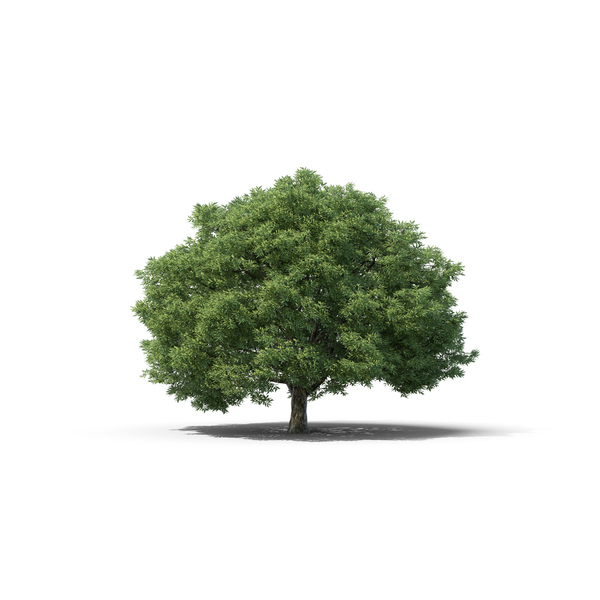 Crack Willow PNG & PSD Images