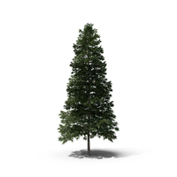 Norway Spruce Tree PNG & PSD Images