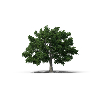 Sugar Maple Tree PNG & PSD Images
