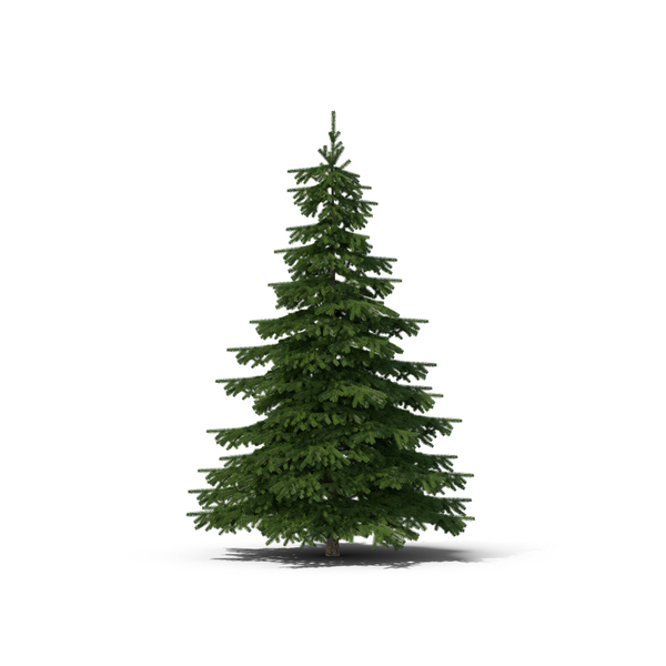 Spruce Tree PNG & PSD Images