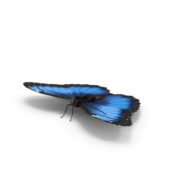 Blue Morpho Butterfly PNG & PSD Images
