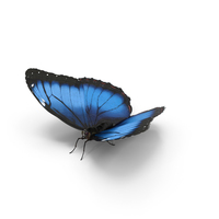 蓝色morpho蝴蝶PNG和PSD图像