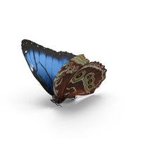 Blue Morpho Butterfly PNG & PSD Images