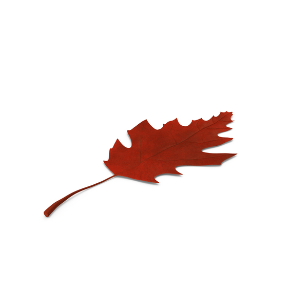 Oak Leaf PNG & PSD Images