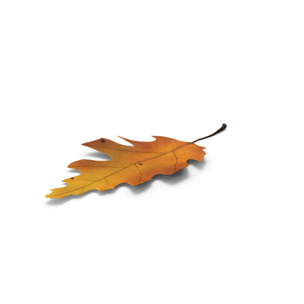 Oak Leaf PNG & PSD Images