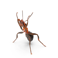 Ant Holding Pose PNG & PSD Images