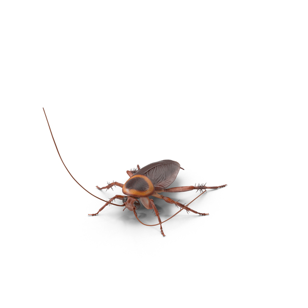 Cockroach PNG & PSD Images