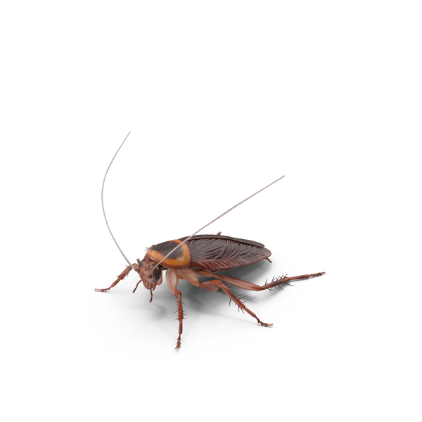 American Cockroach PNG & PSD Images