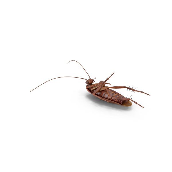 Dead Cockroach PNG & PSD Images