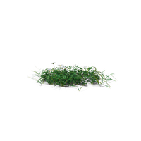 Simple Grass Medium PNG & PSD Images