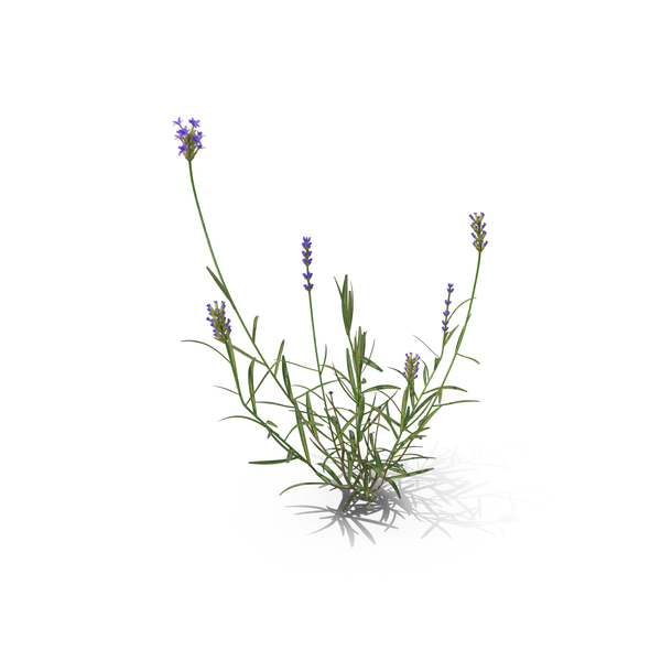 Lavender PNG & PSD Images
