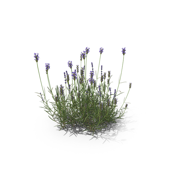 Lavender PNG & PSD Images
