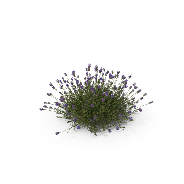 Lavender PNG & PSD Images