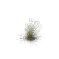 Feather Grass PNG & PSD Images