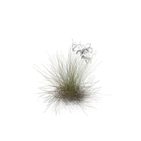 Feather Grass PNG & PSD Images