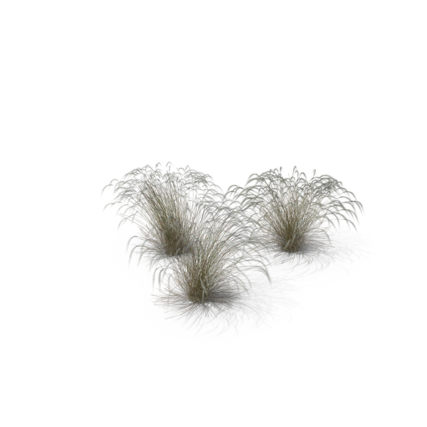 Stipa Grass PNG & PSD Images
