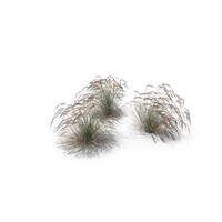 Stipa Grass PNG & PSD Images