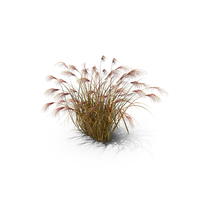 Maiden Grass PNG & PSD Images