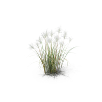 Amur Silver-Grass PNG & PSD Images