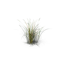 Amur Silver-Grass PNG & PSD Images