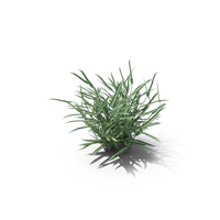 Reed Canary Grass PNG & PSD Images