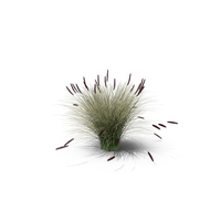 Foxtail Fountain Grass PNG & PSD Images