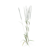 Feather Reed Grass PNG & PSD Images