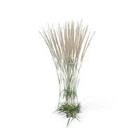 Feather Reed Grass PNG & PSD Images