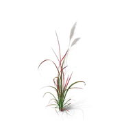 Red Baron Grass PNG & PSD Images
