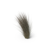 Beard Grass PNG & PSD Images