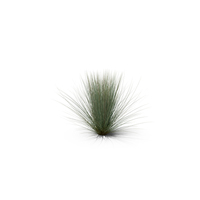 Beard Grass PNG & PSD Images