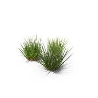 Purple Moor-Grass PNG & PSD Images