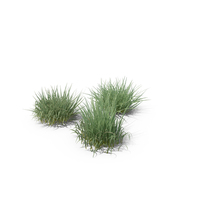 Purple Moor-Grass PNG & PSD Images