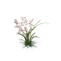 Pearl Grass PNG & PSD Images
