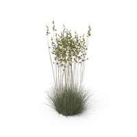 Sheep Fescue PNG & PSD Images