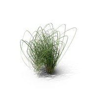 Prairie Cordgrass PNG & PSD Images