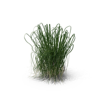 Prairie Cordgrass PNG & PSD Images