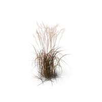 Tall Moor Grass PNG & PSD Images