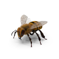 Bee PNG & PSD Images