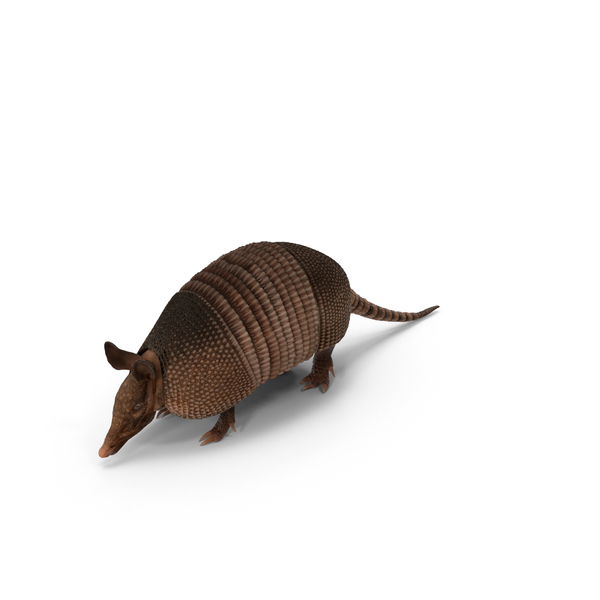 Armadillo PNG & PSD Images