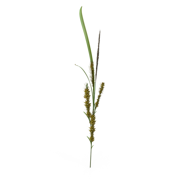 Hawthorn (Crus Galli) PNG & PSD Images