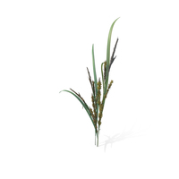 Wild Grass (Echinochloa Crus-Galli) PNG & PSD Images