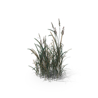 American Sloughgrass (Beckmannia Hirsutiflora) PNG & PSD Images